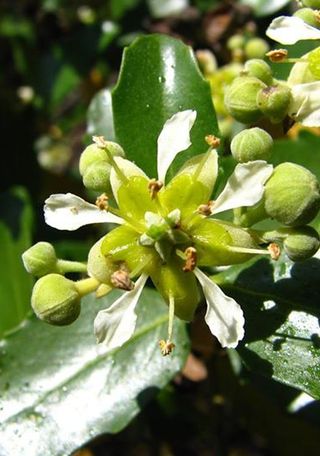 Nctar de la flor del quillay (Foto: Gloria Rojas).