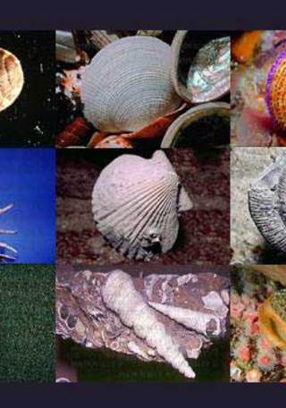 Moluscos (foto de referencia)