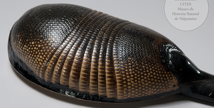 Charango de quirquincho nueve bandas (detalle)