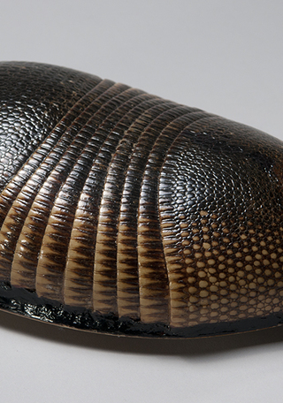 Charango de quirquincho nueve bandas (detalle)