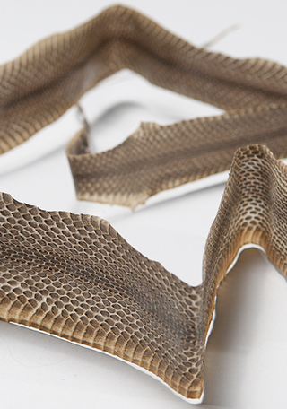 Piel de serpiente