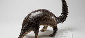 Pangoln malayo embalsamado