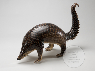 Pangoln malayo embalsamado