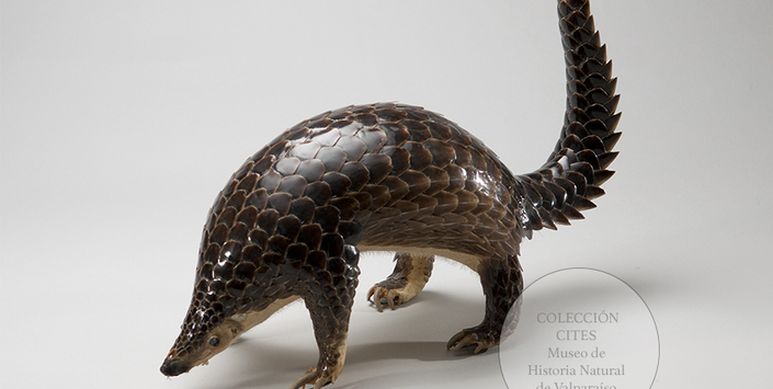 Pangoln malayo embalsamado