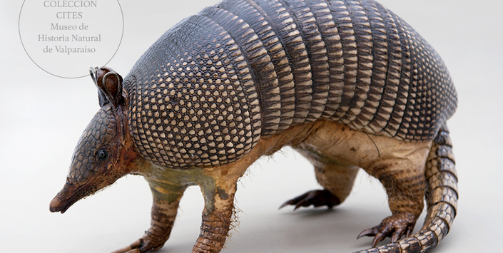 Quirquincho de nueve bandas embalsamado