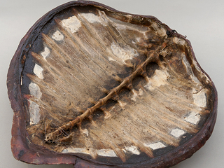 Caparazn de tortuga carey