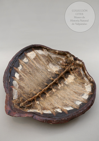 Caparazn de tortuga carey