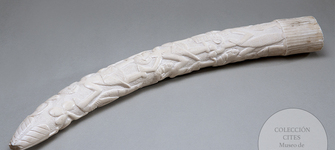 Colmillo de elefante africano tallado