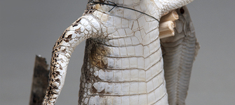 Yacar disecado (detalle)