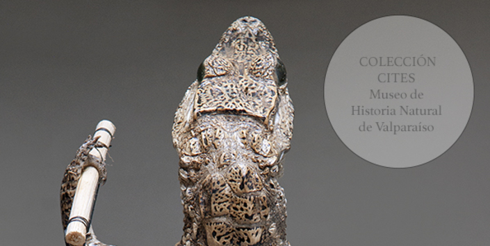 Yacar disecado (reverso)