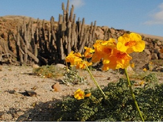 Flora costera.
