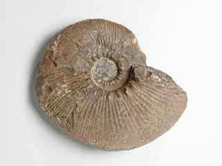 Grossouvreites gemmatus