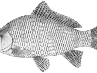 Carpa (Cyprinus carpio)