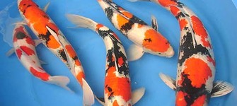 imagen imagen_portada.jpg