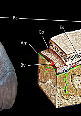 Detalle del cerebro de Iguanodon