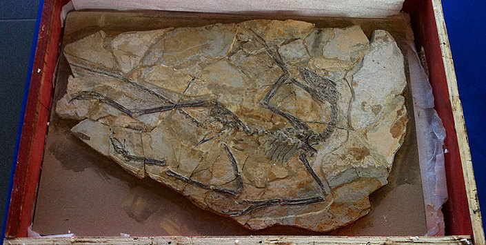 Fsil de Microraptor devuelto a China