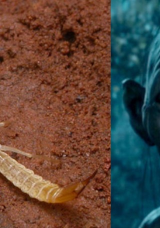 Gollumjapyx smeagol, un insecto subterr�neo bautizado como la criatura del Se�or de los Anillos.