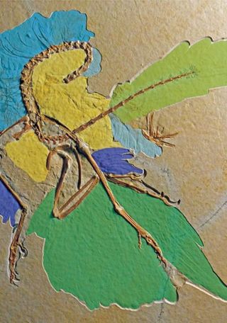 Imagen de Archaeopteryx