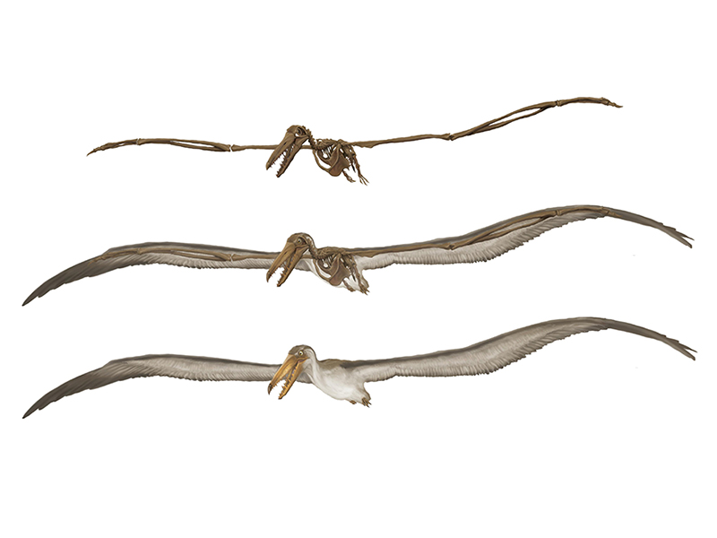 ©Carlos Anzures. Pelagornis chilensis. Tres fases en la reconstrucción en vida. ©Carlos Anzures. Pelagornis chilensis. Tres fases en la reconstrucción en vida.