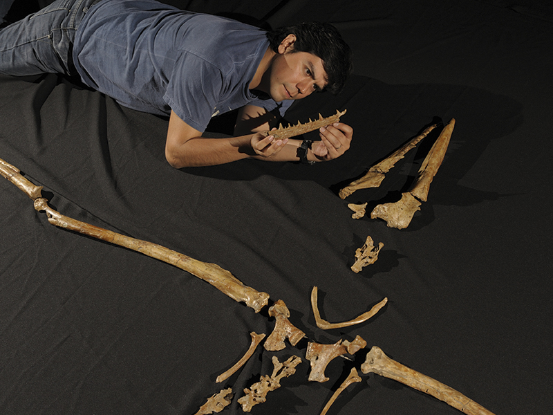 ©Cristian Becker. Pelagornis chilensis junto a David Rubilar. ©Cristian Becker. Pelagornis chilensis junto a David Rubilar.