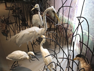 Humedales para un Futuro Sostenible