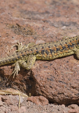 Liolaemus Omorfi, Macho, Salar de Aguas Calientes III, Regin de Antofagasta (Foto Diego Demangel)