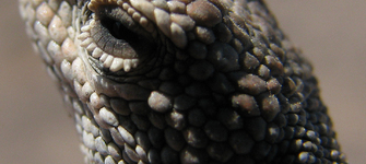 Liolaemus audituvelatus