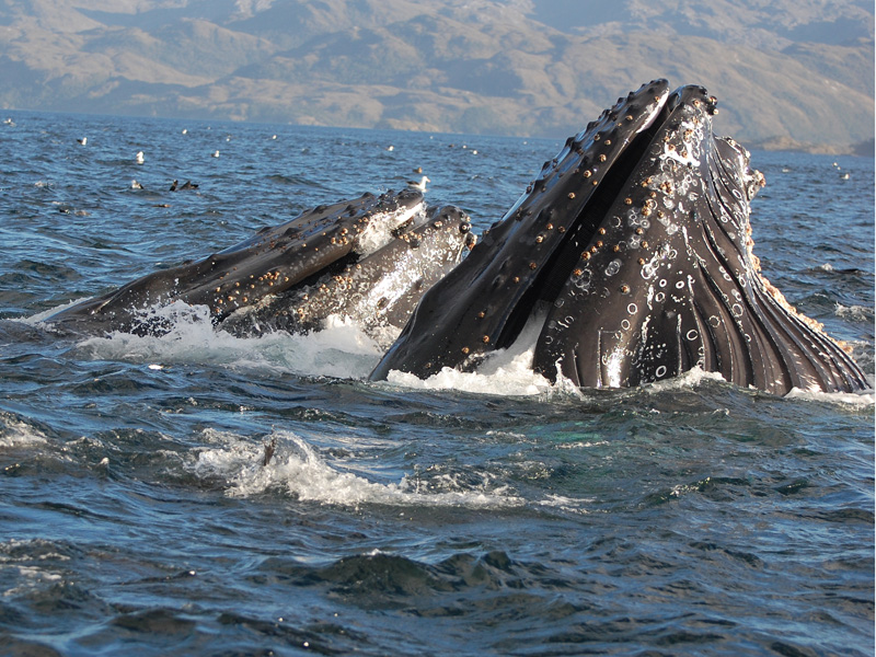 Ballenas de aleta (Balaenoptera physalus) Ballenas de aleta (Balaenoptera physalus)