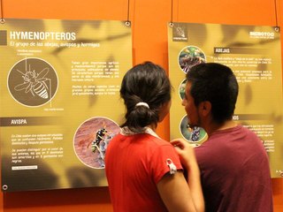 Insectos de la zona central de Chile