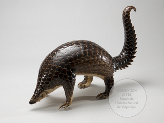 Pangoln Malayo, Cites apndice I/II. Depsito legal Museo de Historia Natural de Valparaso.