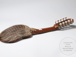 Charango de quirquincho, Cites apndice. Depsito legal Museo de Historia Natural de Valparaso.