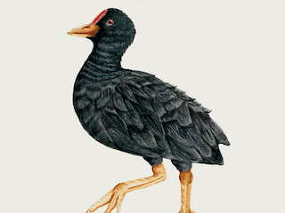 Ilustra ciencia: Aves, libros e imgenes