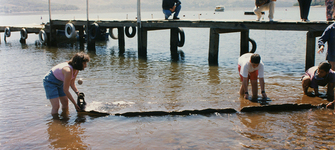 Hallazgo wampo, lago Lanalhue, diciembre 1995
