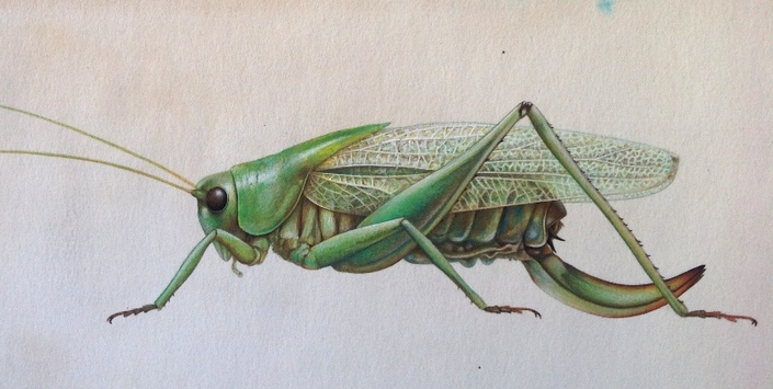 Ilustracin naturalista. Tettigoniidae sp, Laupita de los rboles.