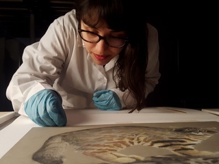 Dibujos naturalistas Expedicin a Chile 1975