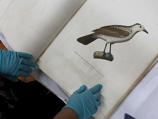 Un viaje Alrededor del Mundo en la Coquille