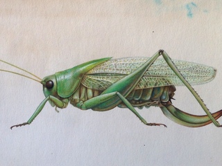 Ilustracin naturalista. Tettigoniidae sp, Laupita de los rboles.