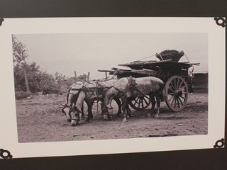 Arturo Loaisa, "El pienso", 1930