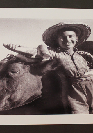 Ignacio Hochhusler, "Campesino con buey", 1955.