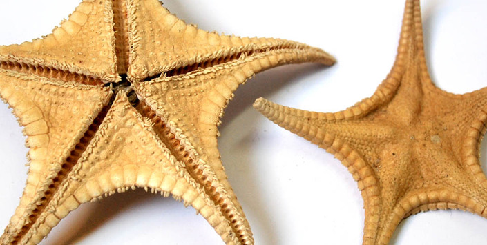 Estrella de mar