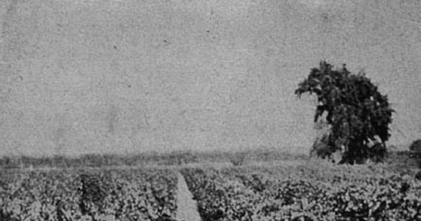Cosecha, hacia 1945