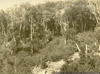 Bosque nativo, siglo XX