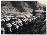 Camino de Coyhaique a Chacabuco, piños volviendo de la esquila.