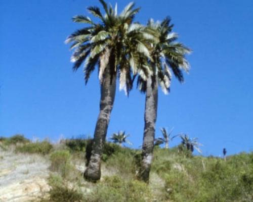 Imagen del monumento Palmar El Salto