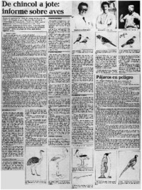 De chincol a jote, informe sobre aves De chincol a jote, informe sobre aves