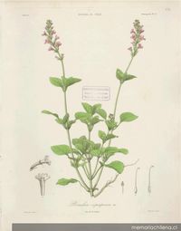 Planta Bouchea copiapensis