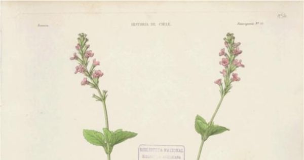 Planta Bouchea copiapensis