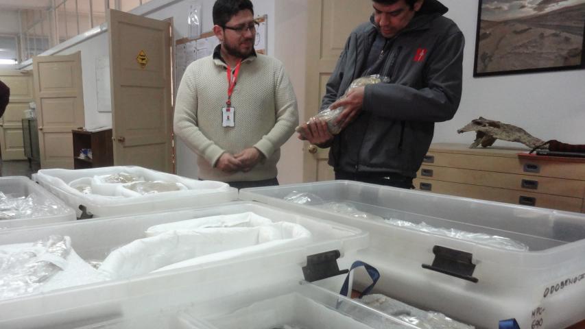 Imagen de Consejo de Monumentos gestiona exitoso traslado del delfín prehistórico Odobenocetops al MNHN