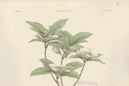 Planta Eucryphia pinnatifolia