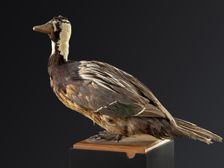 Pato cortacorrientes (Merganetta armata)